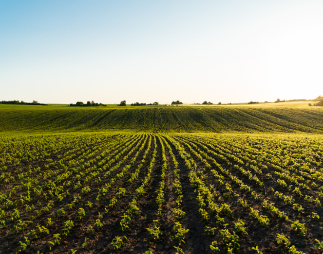 gurukul foundation agriculture